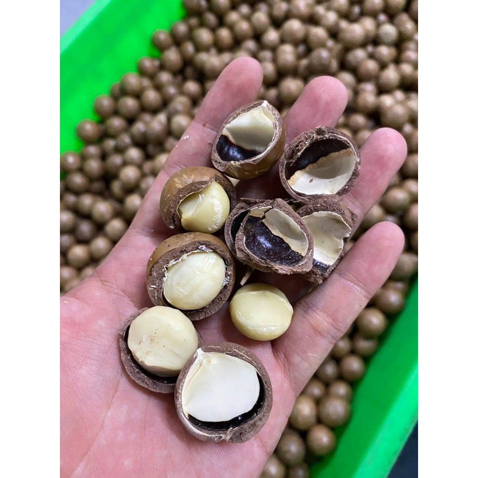 Hạt macca nứt vỏ sấy lạnh size đại 26-29 loại 1 hũ 500g thơm ngon có đồ tách vỏ kèm