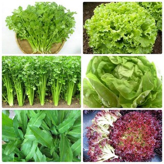 Combo 6 gói hạt giống rau gia vị các loại - tặng 1 gói phân bón - HGT