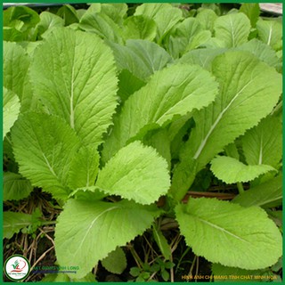 Hạt giống Cải bẹ xanh - 20g (gói chi.a nhỏ)
