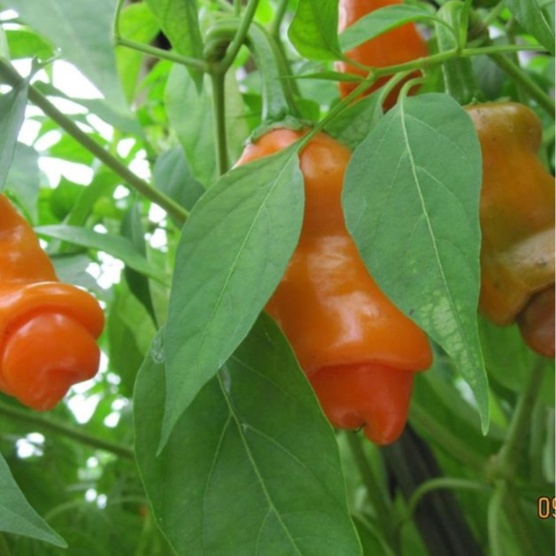 Hạt giống Ớt Peter - Hạt giống ớt Cu Tý dể trồng f1-  gói 10 hạt-tặng kèm gói phân bón lót