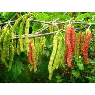 CÂY GIỐNG DÂU QUẢ DÀI