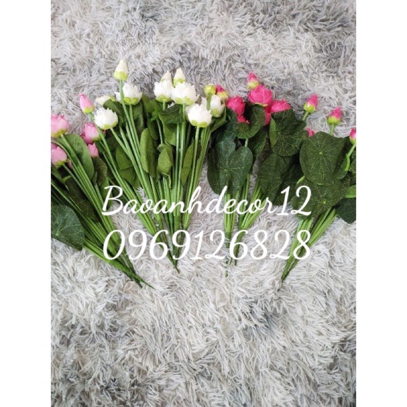 Cây hoa sen giả,hoa sen thái loại đẹp cao 72cm,62cm,45cm