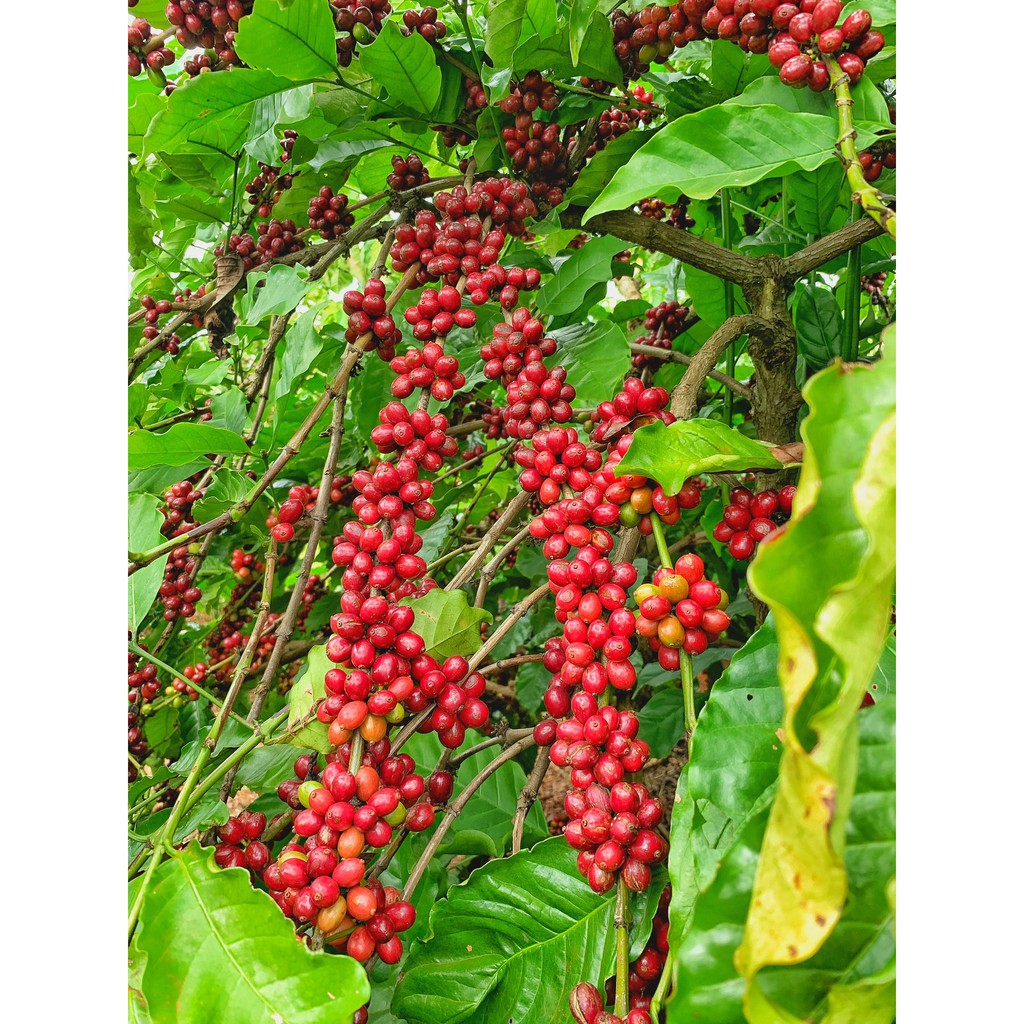 Cà phê nguyên chất - Fine Robusta Anaerobic Việt Nam -  250gr Rang Xay | BigBuy360 - bigbuy360.vn
