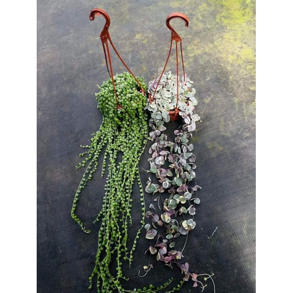 Chậu cứng 2 loại string var tuyệt đẹp