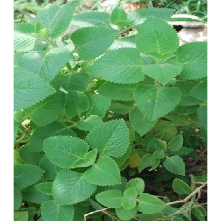 Hạt giống Rau Húng chanh hay tần dày lá -