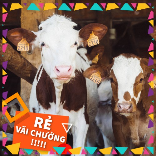 Đá liếm gia súc cho bò, dê, cừu, ngựa  xuất xứ Hà Lan