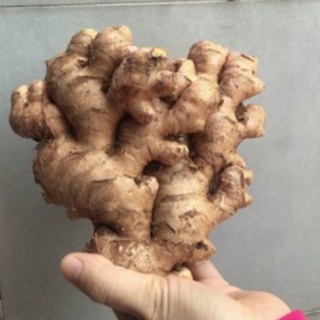 GỪNG TƯƠI CỦ GIÀ