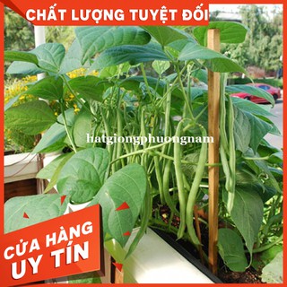 HẠT GIỐNG ĐẬU COVE XANH BỤI LÙN - còn hàng