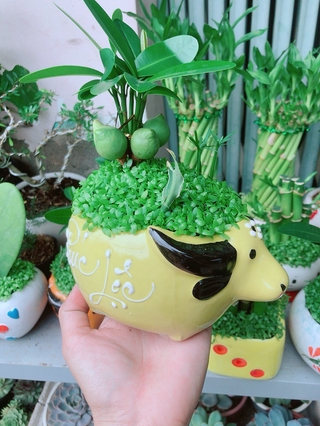 Chậu Cây May Mắn Tài Lộc