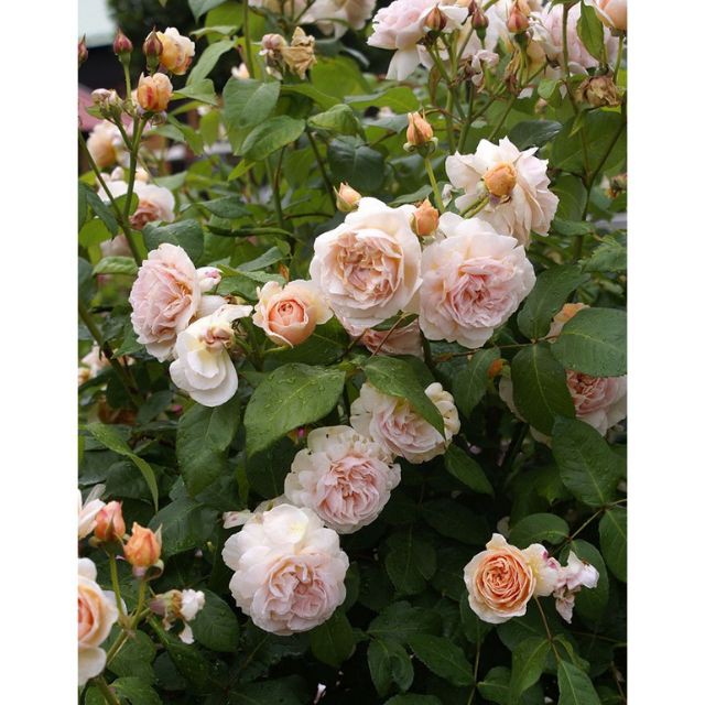 Gói 20 Hạt Hoa hồng ngoại Juliet tuyệt đẹp_tặng kích rễ ĐẾN MÙA TRỒNG TẾT luckyseed hạt siêu rẻ