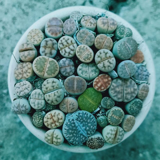 Sen đá Lipton thạch lan chậu sứ màu đẹp