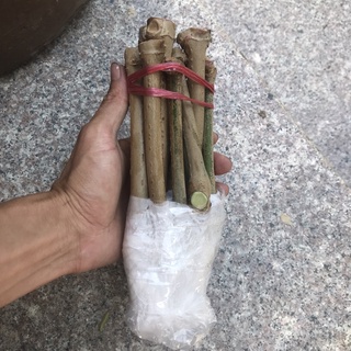 10 Hom giống cây chè khổng lồ - chè lá đại