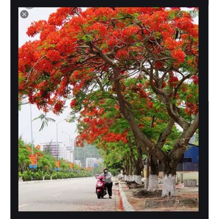 Hạt giống hoa phượng vĩ đỏ 5 hạt (TẶNG gói kích thích hỗ trợ hạt nảy mầm)