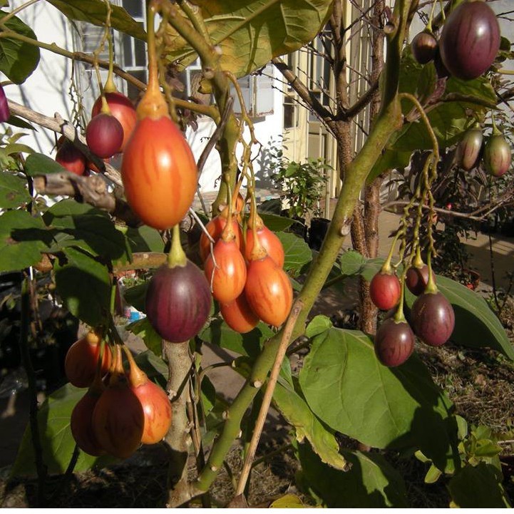 Hạt giống cà chua thân gỗ TAMARILLO  ( 1 gói 10 hạt ) - Tặng 4 viên nén ươm hạt giống