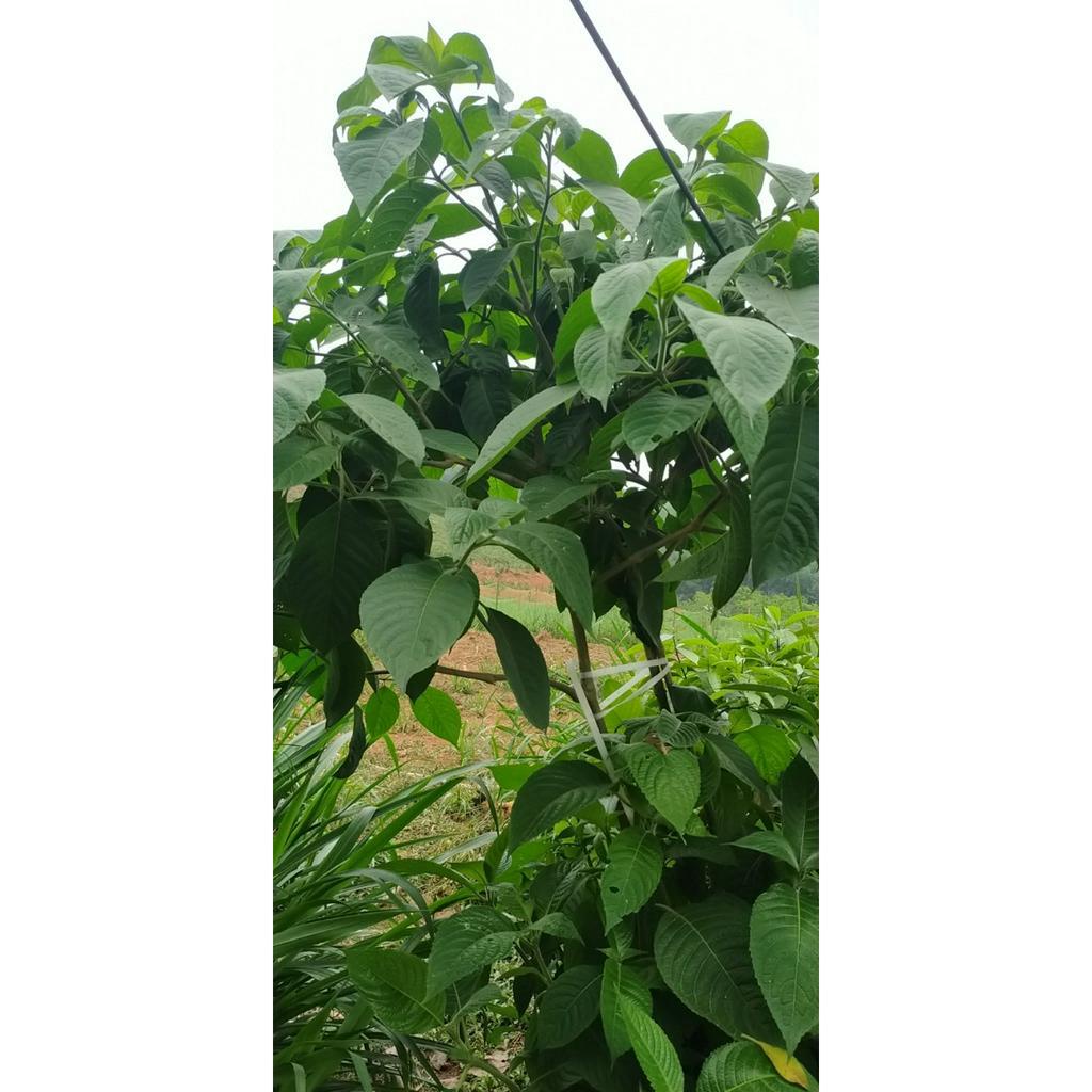 10 Hom Cây Chè Khổng Lồ - Cây chè Đại