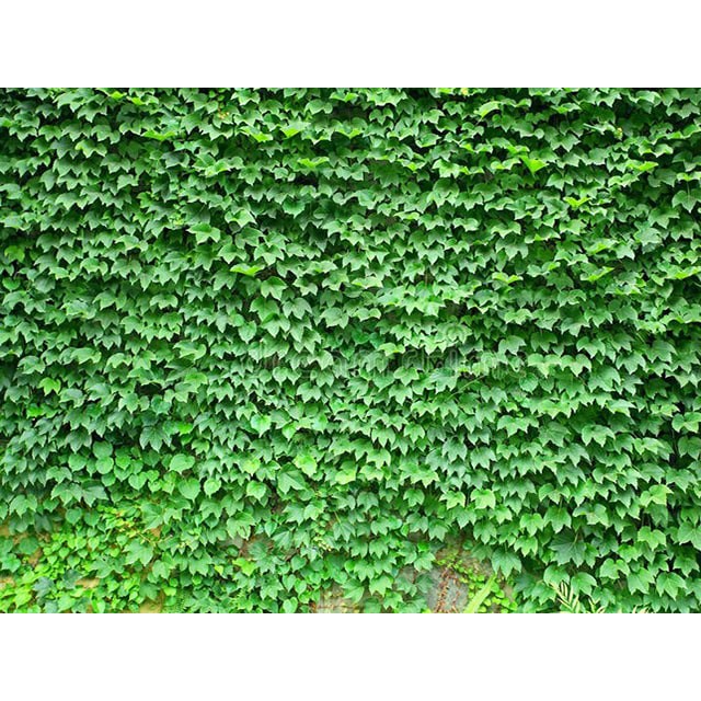 Hạt giống Dây leo tường, Cây thường xuân, Cây thằn lằn, cây vảy ốc, dây leo xanh dễ nảy mầm Ivy seeds