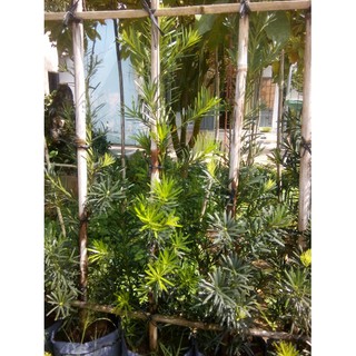Cây tùng La Hán - chiều cao 60-80cm (FreeShip)
