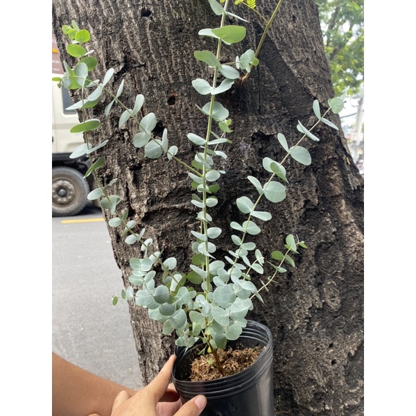 Cây Khuynh Diệp - Bạch Đàn - Dollar Silver, Cây Đôla bạc