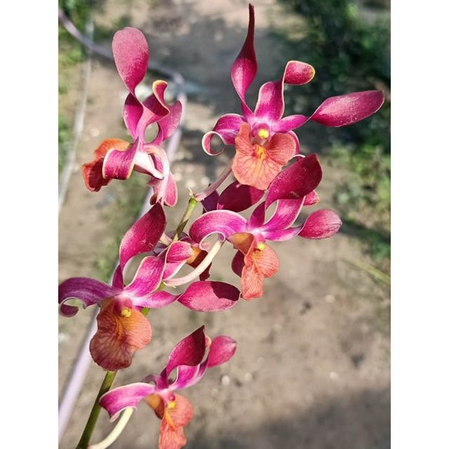 Lan denro nắng quán long - lớn