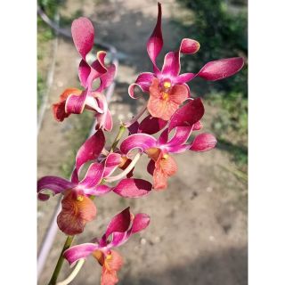 Lan denro nắng quán long - lớn
