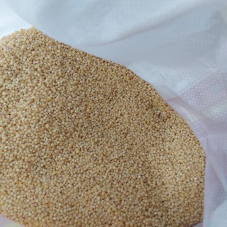 Hạt Ý Dĩ ( Bo bo )500g -1kg
