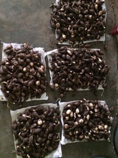 Củ hoa bỉ ngạn