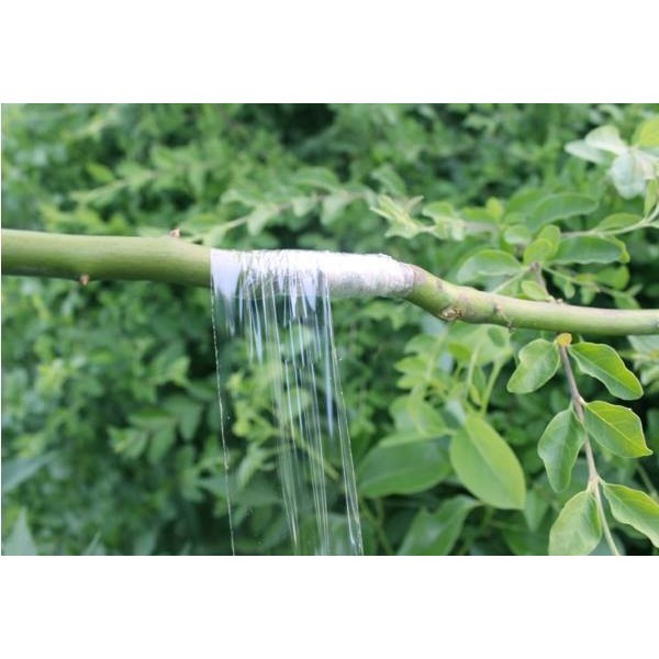 Băng keo ghép cây tự hủy loại dầy chuyên dùng quấn ghép các loại cây trồng – khổ 3cm