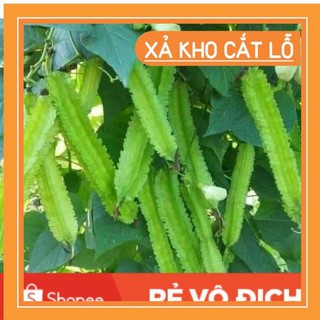 10gam hạt giống đậu rồng chất lượng cao