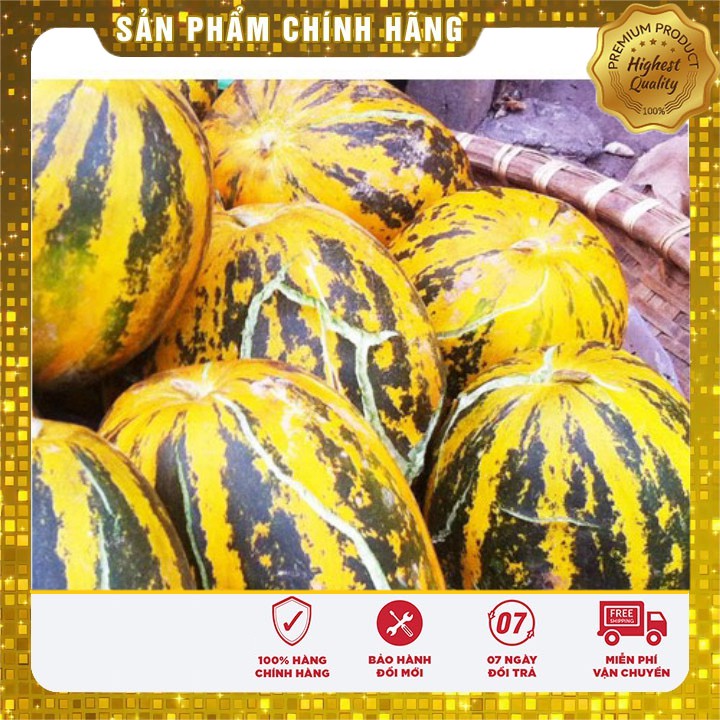 Hạt Giống Dưa Bở Thơm hạt giống dưa dễ trồng