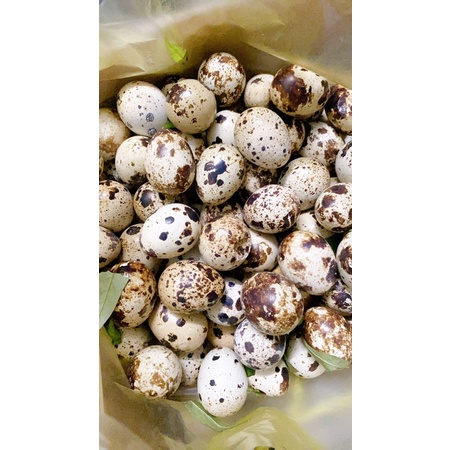 Trứng cút lộn- chục 10 trứng- ship Now quận 6