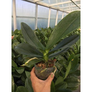 Lan hồ điệp mini cốc 2.8 sẵn 1 ngồng hoa - Giao cây như hình, hoa có màu ngẫu nhiên