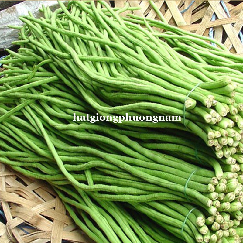 HẠT GIỐNG ĐẬU ĐŨA