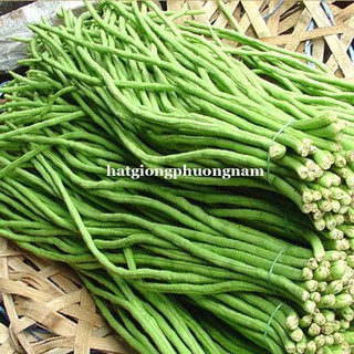 HẠT GIỐNG ĐẬU ĐŨA
