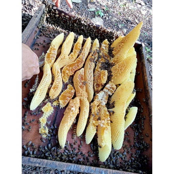 1kg mật ong nguyên tổ loại 1