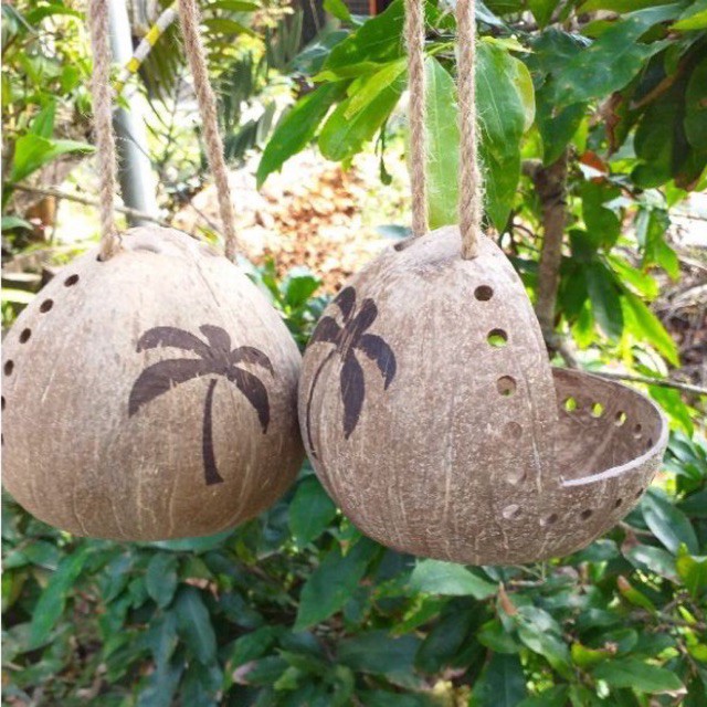 Gáo  dừa  hàm  ếch