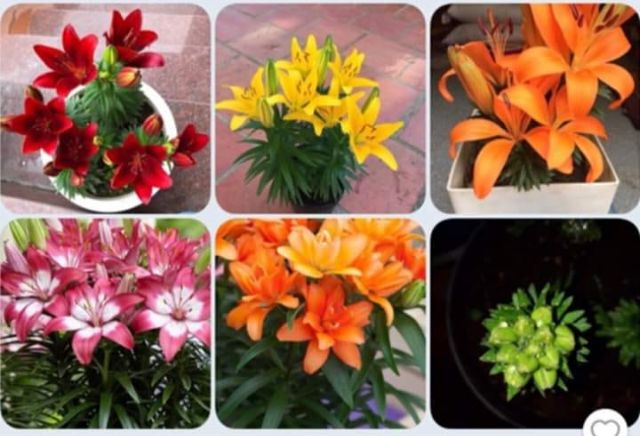 10 củ hoa ly lùn đủ màu củ có mầm đẹp