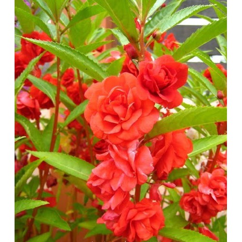 Hạt Giống Hoa Móng Tay Kép  - MUA 3 TẶNG 1 CÙNG LOẠI