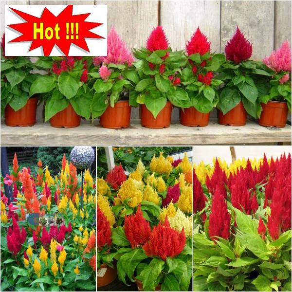 50H - HẠT GIỐNG HOA MÀO GÀ LỬA