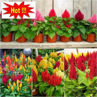 50h - hạt giống hoa mào gà lửa