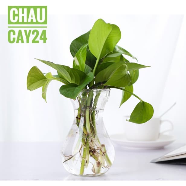 Bình hoa thủy tinh trồng cây cảnh thủy canh, cây cảnh để bàn, cây cảnh mini