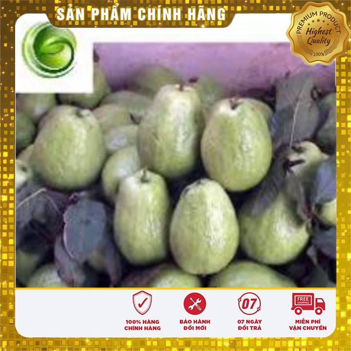 Túi bọc ổi, mãn cầu, na, xoài,cam