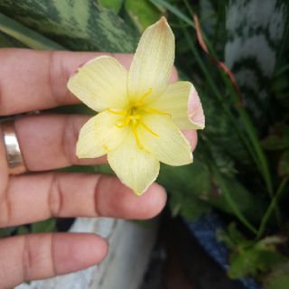 Củ hoa Huệ mưa vàng (Hoa báo bão)