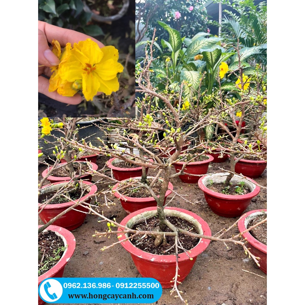 Chậu Cây Cảnh Mai Vàng Đang Nụ Và Hoa Chơi Tết