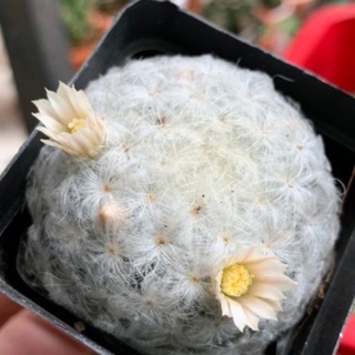 xương rồng bông tuyết(mami)..