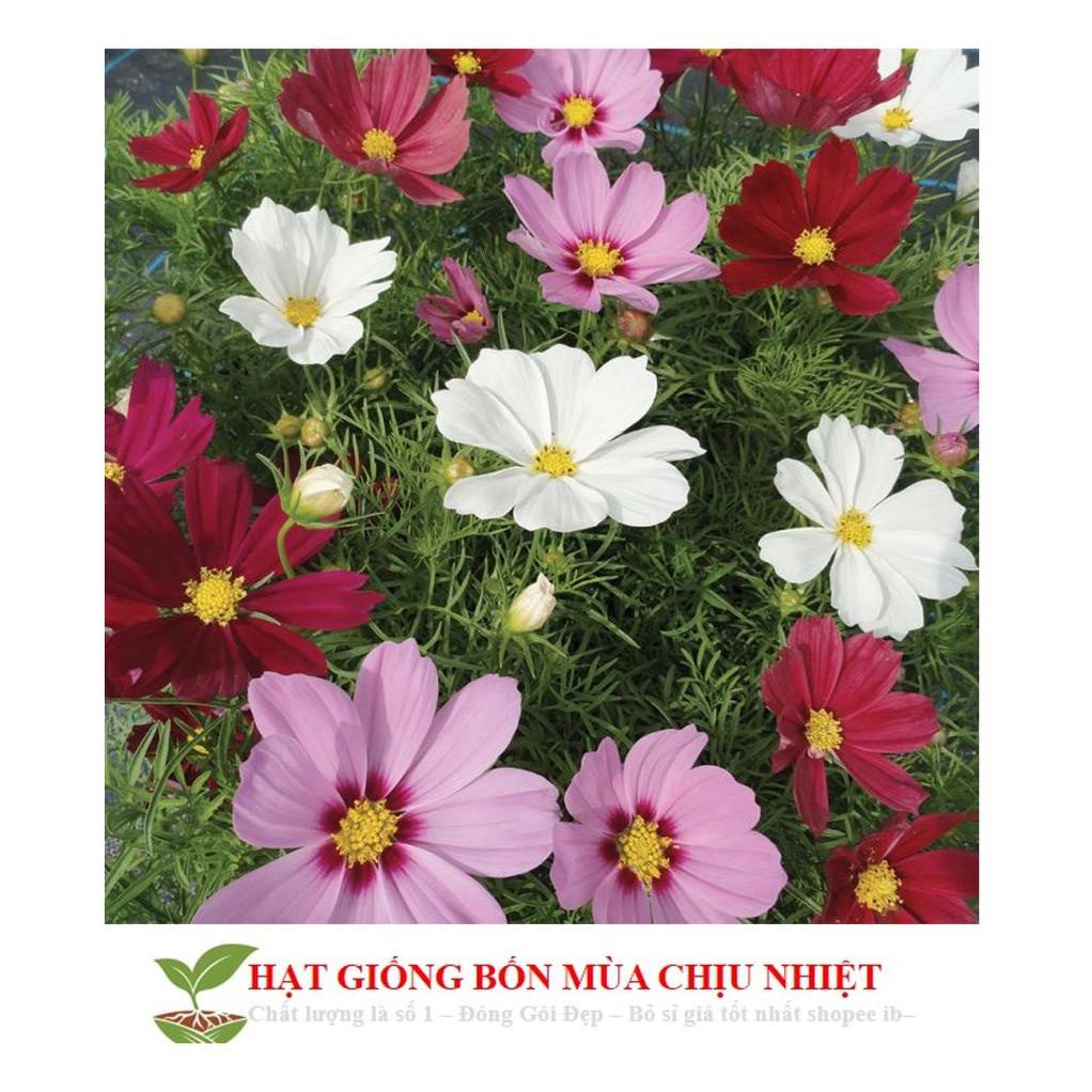 Hg5a 100H - SIÊU SALE HẠT GIỐNG HOA CÁNH BƯỚM MIX ĐẾN MÙA TRỒNG TẾT