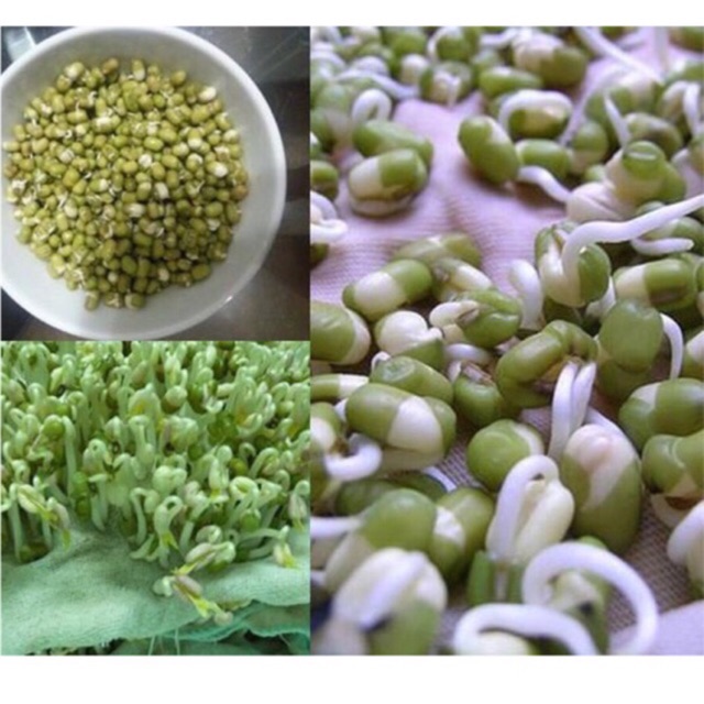 Hạt giống mầm đậu xanh, giá đậu xanh 100gr
