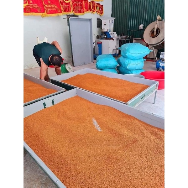 Cám vỗ béo thay lông chào mào-lão đại