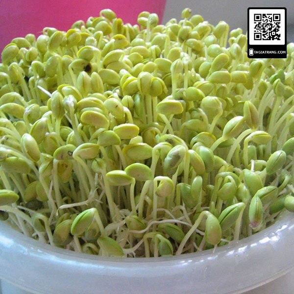 Hạt giống rau mầm đậu xanh (giá đỗ) - Gói 100g/ 50g