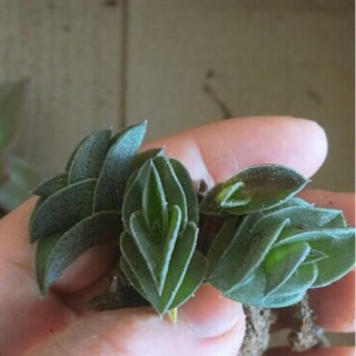 Sen đá lá xếp (5 nhánh)