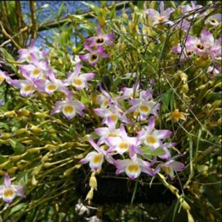 Phong lan chuỗi ngọc (chuỗi ngọc Điện Biên)